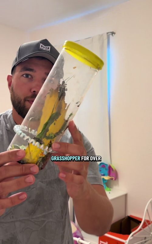 IS THIS THING POISONOUS?? 😨😬 #dad #solodad #family #Vlog #viral