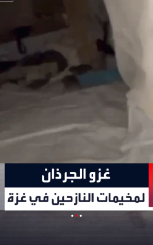 في مشهد صادم.. نازح يوثق تعرض خيمته لهجوم من الجرذان أثناء نومه ليلاً داخل مخيمات النزوح في قطاع غزة