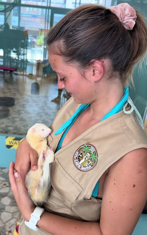 Hidden gem in Koh Samui! 📍 Stop by for some ferret, raccoon, and meerkat love. 🐾✨ #KohSamui #AnimalCafe #ThailandTravel #FerretLovers #RaccoonLife     
