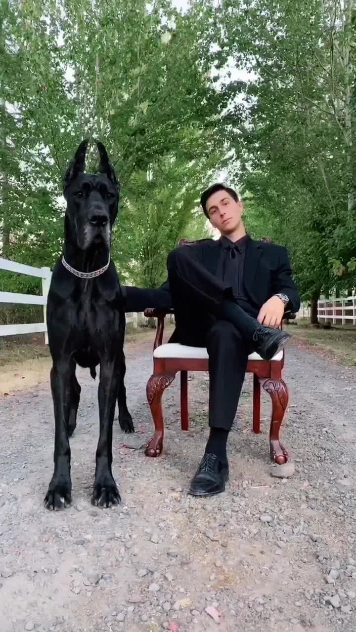 Same dog? #TodayILearned #fyp #dogsoftiktok #greatdane #puppy