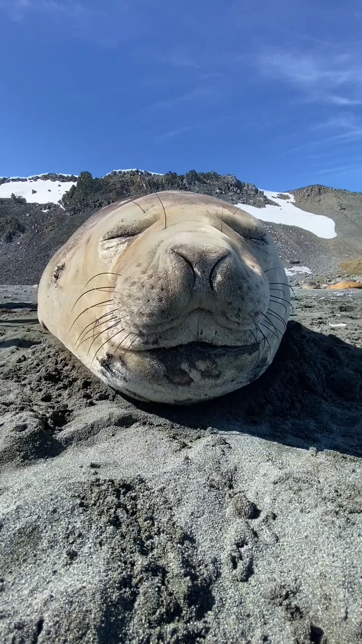🦭 🤧 #fyp #foryoupage #seals #wildanimals