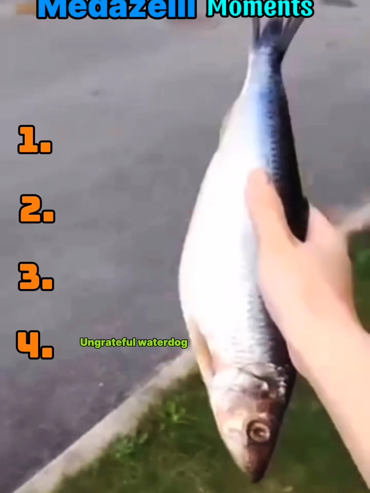 Funniest Medazelli Moments | #medazelli #funny #funnyvideos #ranking #funnypets #funnyanimals #funnytiktok #dog #cat #funnydog #funnycat #animalsfunny #Vlog #animalsoftiktok #animals #funnycatvideo #viral #trending #foryou #usa