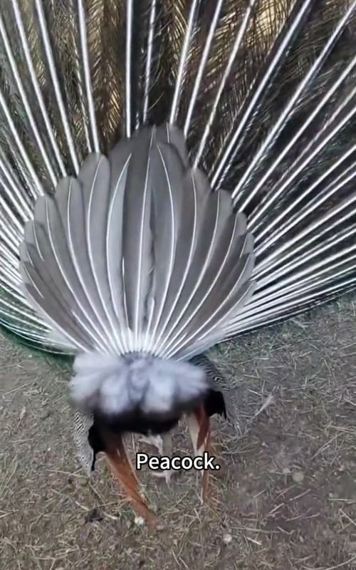 Peacock 🦚 #peacock #funnyanimals #funny #funnyvideos #Foryou 