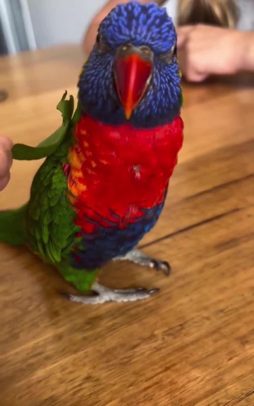 The hilarious daily life of a lorikeet #bird #parrot #pet #parrotsoftiktok #lorikeet 