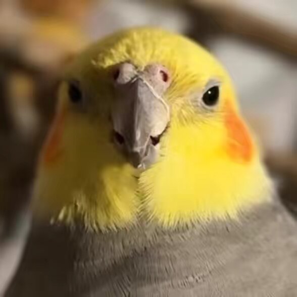 Pretty Little Birb