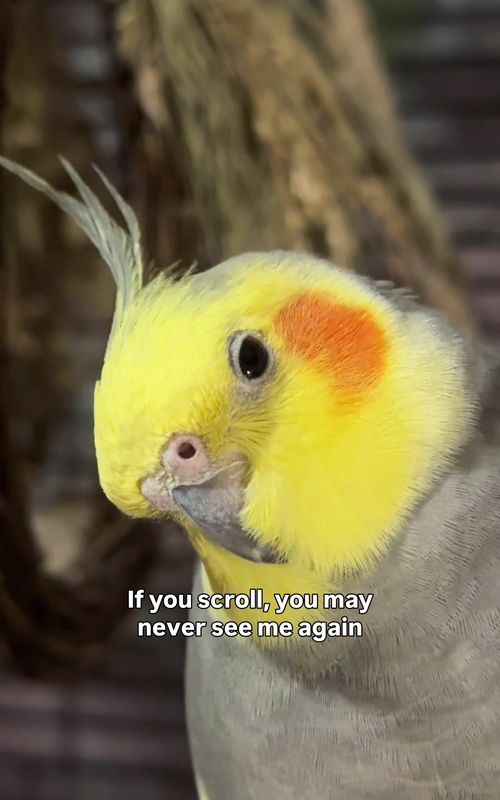 #cockatiel #parrot #bird #rec #fyp 
