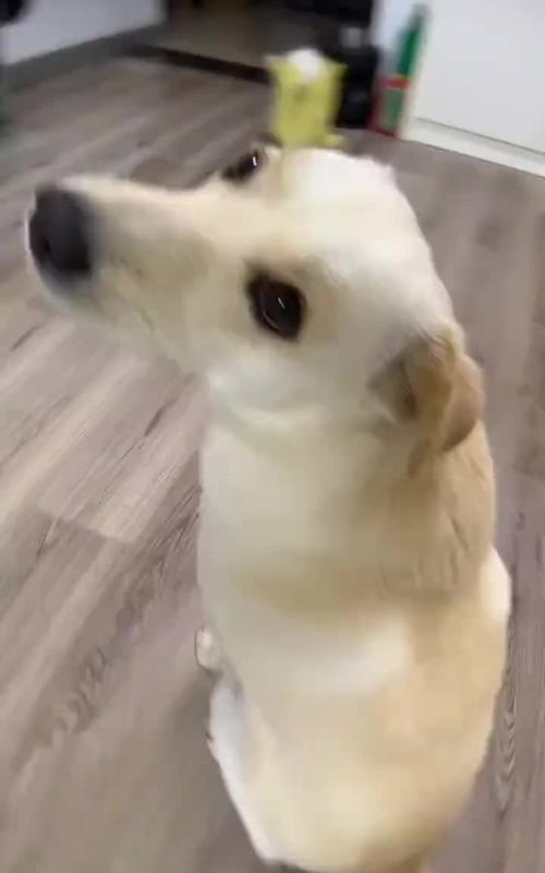 #pet #dog #Cute #puppy #Golden 