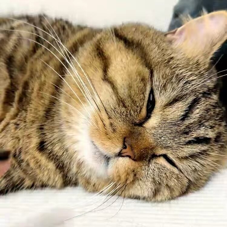 Piggy kitty