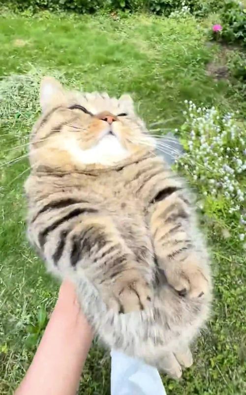 I can’t wake him up no matter what.#catsoftiktok #nyancat #fypシ #kitty #cute 