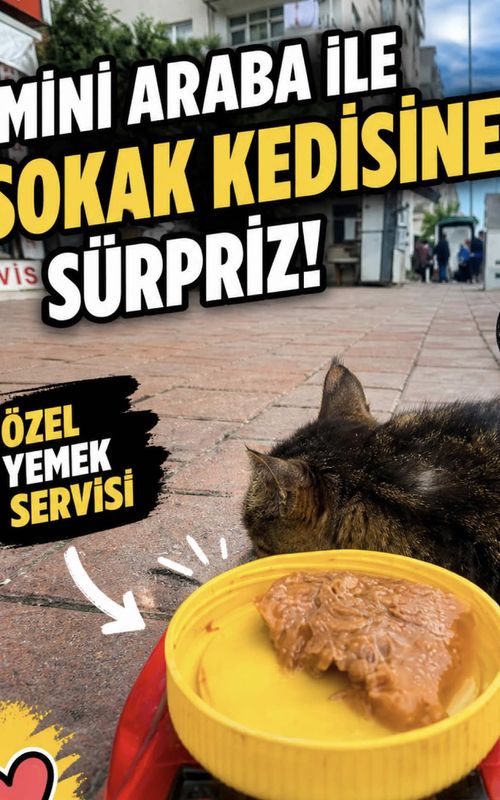 “Derin Uykunun Tanımı: Bu Kedi” -  “The Definition of Deep Sleep: This Cat” 😴🐱 #cat #kedi #catlover #cattok #catslovers 