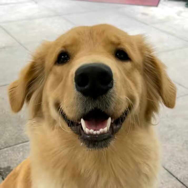 Golden fam