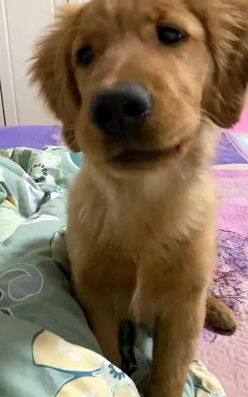 🥺😭 #dogtalk #puppy #dogmom #GoldenRetriever #fyp 