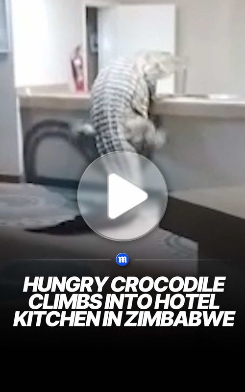 Jaw-dropping footage from a hotel in Zimbabwe that touts its “ambiance of varied African wildlife” shows a massive crocodile climbing into the property’s kitchen. The reptile was caught and promptly returned to the wild. 🎥 Rainbow Tourism Group Limited via Storyful
