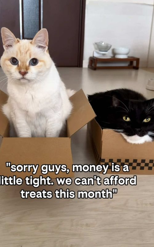 Uni nooo 😭 don’t say that! #catsoftiktok #fyp #uni 
