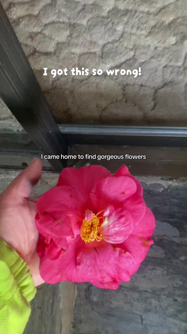 Can you imagine MY SUPRISE haha #cat #cattok #flowercat #catlovers 