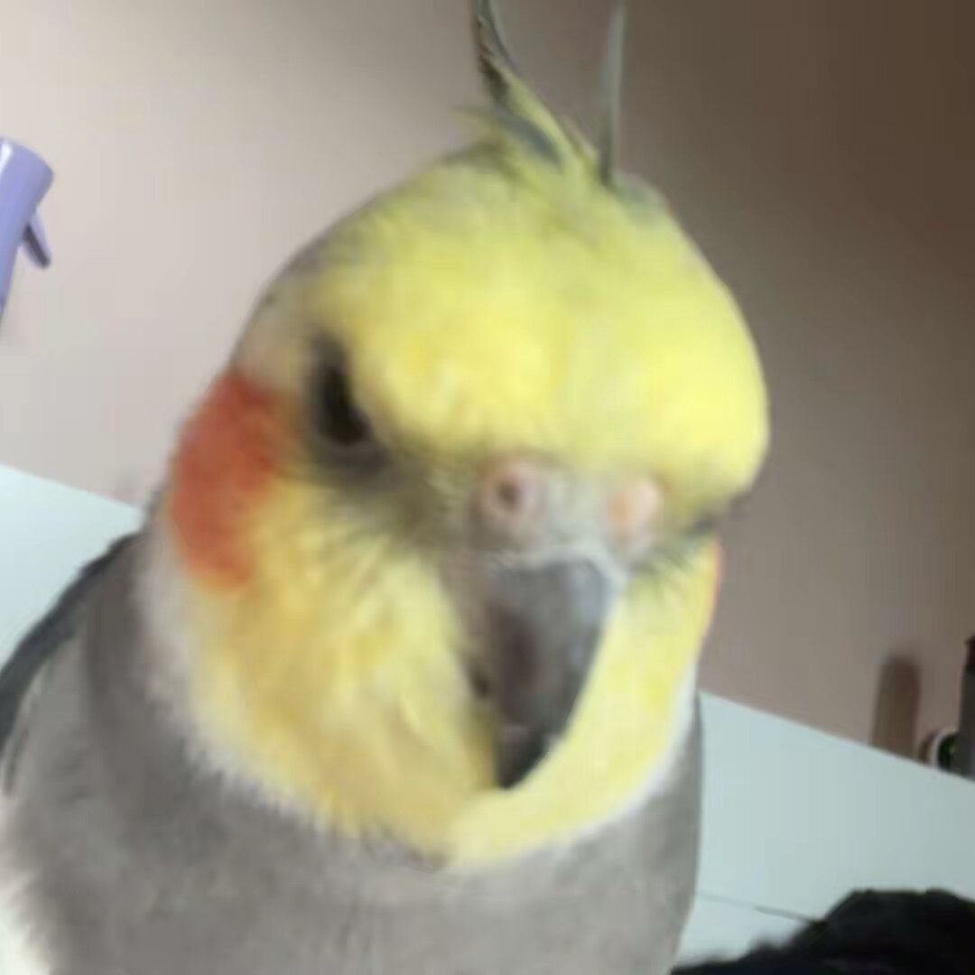🦜Nuggets the cockatiel 🪶
