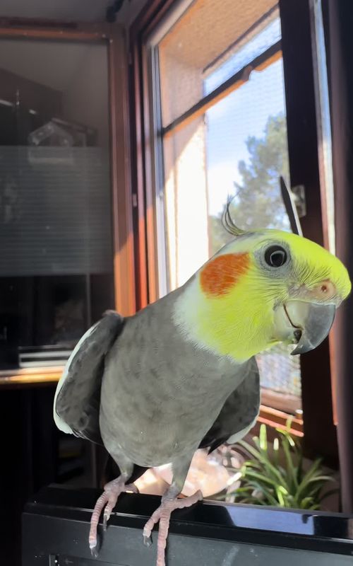#bird #animal #parrot #petbird #cockatiel 