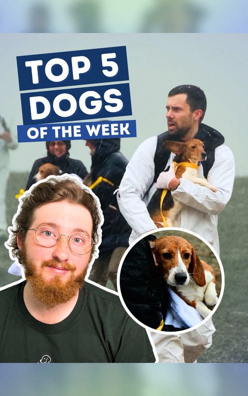Top 5 Dogs of the Week! 5. @Franklins_Life  4. @Biscuits & Bath | Dog Retreat  3. @Rooster The Red Retriever  3. @justinz71  2. @Oscar  H.M. @Secretmermaidtufffr  1. @Beagle Freedom Project, @Big Dog Ranch Rescue, & IG: dchsgiveshelter #weratedogs