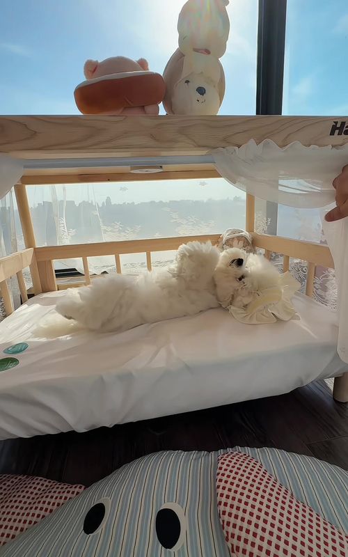 Happy everyday moments with my puppy 🐶🤍✨ #BichonFrise #LifeWithDogs #HappyMoments #PetDaily #CuteDog