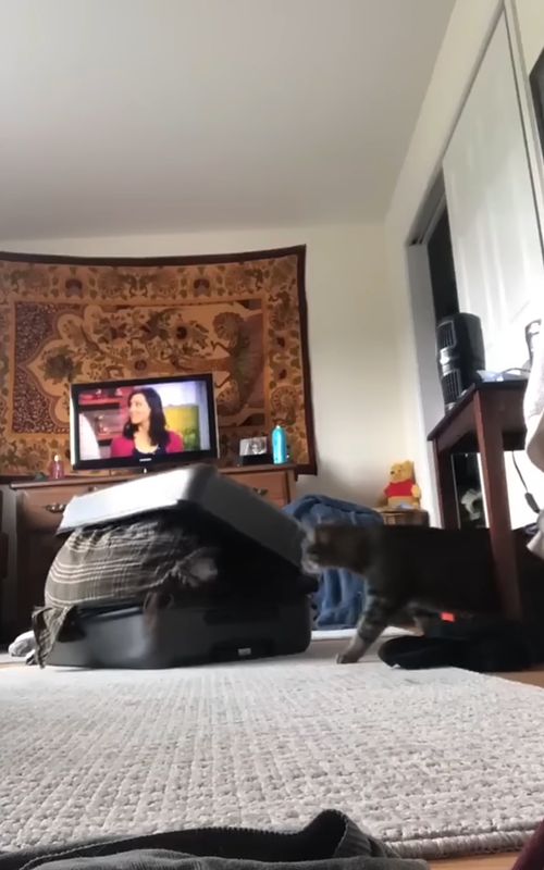 Not the other cat helping more then the boyfriend 😂 Cat was throwing paws 😂 #funnycat 