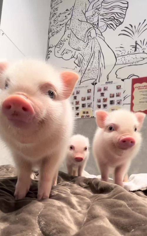 Cute little piggy 🐷#cute #baby #babypig #minipig #kunekunepigs 