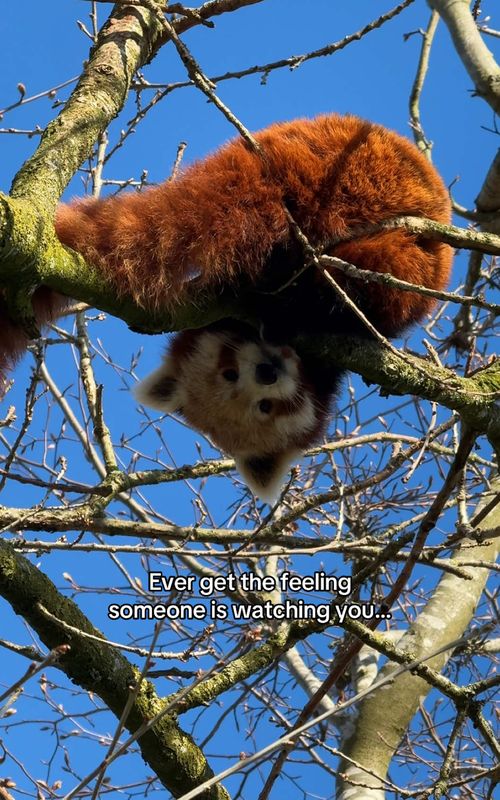 The cutest stare down ever 🫶 #animalsoftiktok #fyp #cute #redpanda 