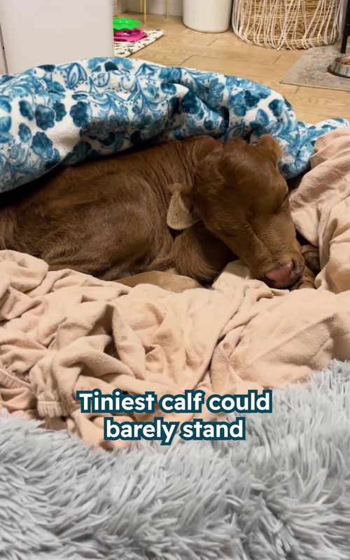 This tiny calf grew up inside the house… and got very spoiled Special thanks to  Jennifer and Zeke: @two.coos Follow Cuddle Buddies for more animal stories #calf #calfrescue #farmanimalsrescue