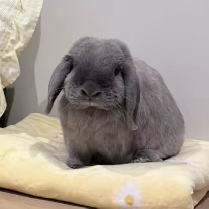 Buzz the Bunny