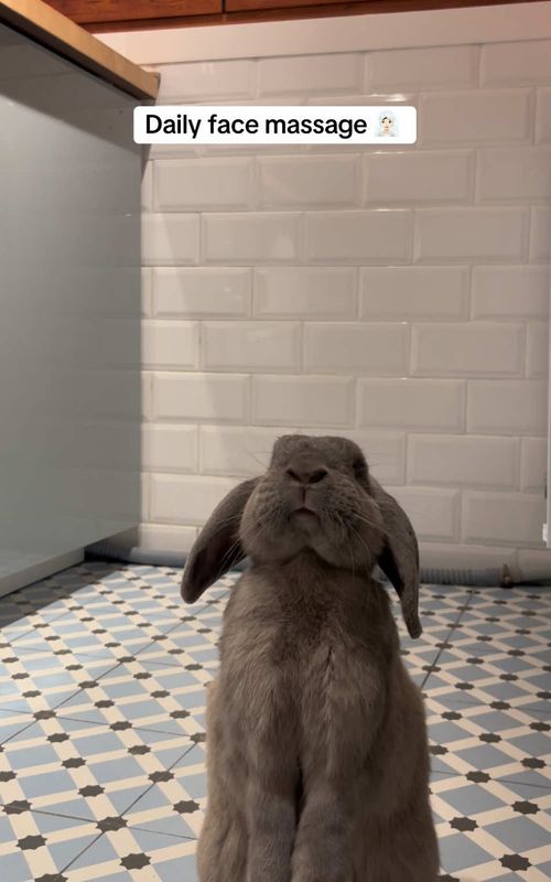 Daily face massage for my baby boy bunny Buzz 🧖🏻‍♀️🐰  Very important to release the stress and tension of the day #cuteanimals #bunnypersonality #cuddlypets #bunnylove #bunny 