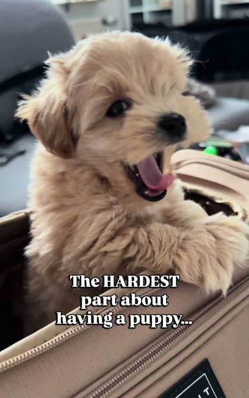 He’s growing too fast.. #maltipoo #puppytraining #relatable #puppytips 