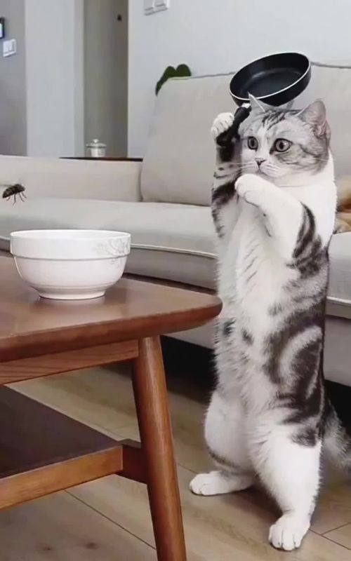 Funniest cat moment ever | Try not to laugh | Cat funny video for kids | cat funny video compilation #fyp #foryoupagе #funnyvideos #trendingcats #cutecat 