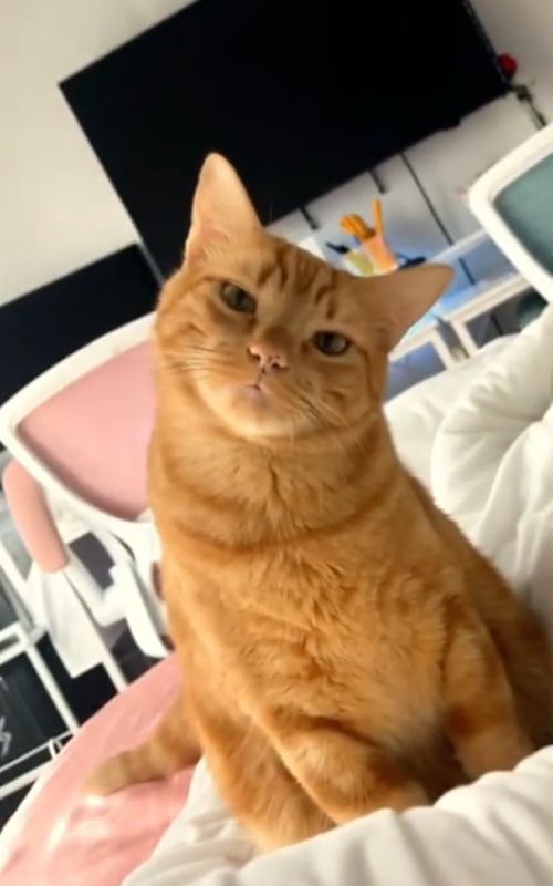 Cats funny moments 😂  #creatorsearchinsights  #catfunnyvideos #videocat #catsoftiktok #cat 