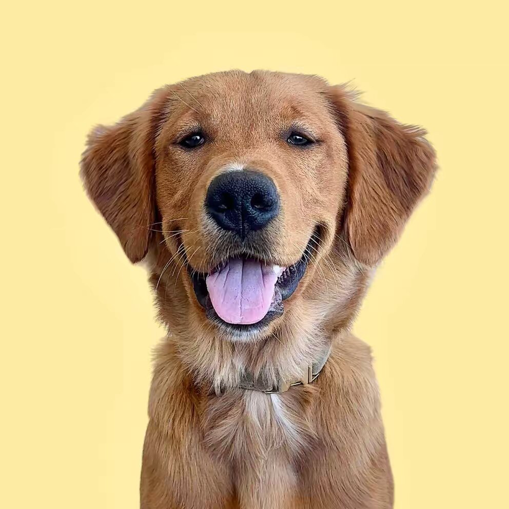 Spencergoldenboy