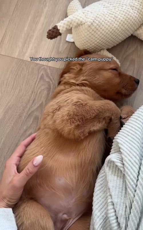 Think again 🐶☠️ #goldenretriever #puppy 