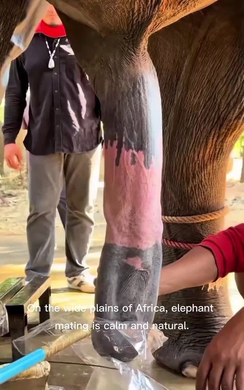 #elephant #animals #amazing 