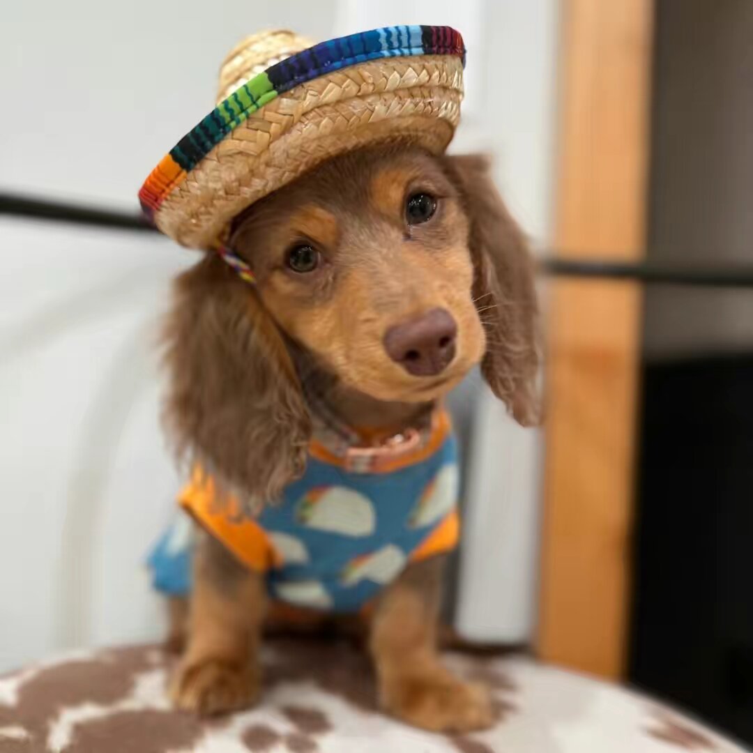 Hazel the Dachshund