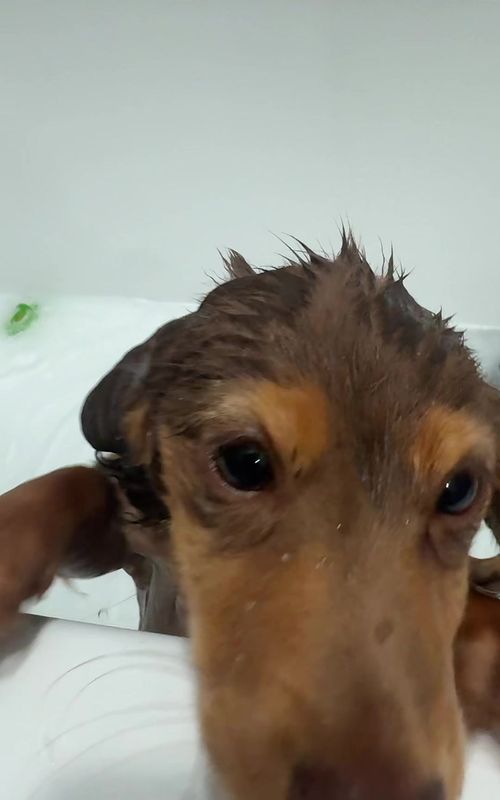Bath time!!! #bath #dachshund #hazel #puppy #cute 