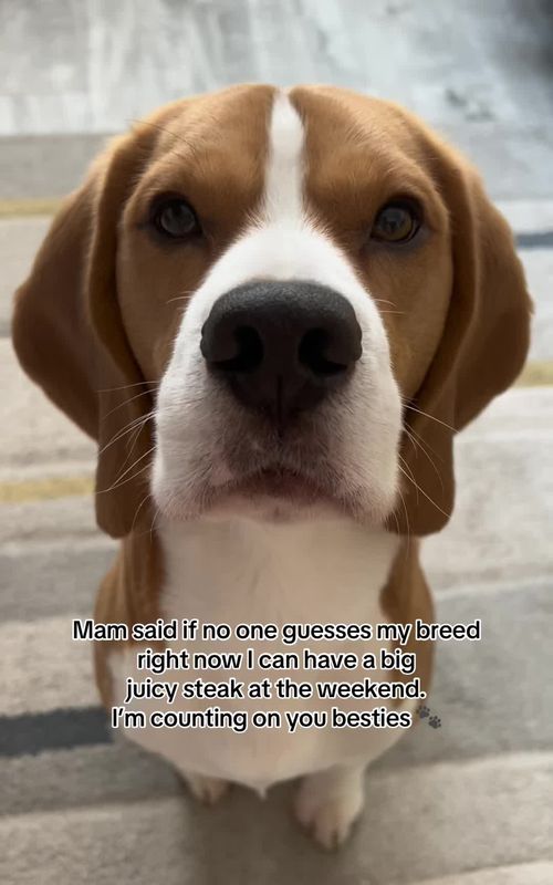 Please let me have a steak 🥹🥩 #dogtok #fyp #beagle #dogsoftiktok #viral 