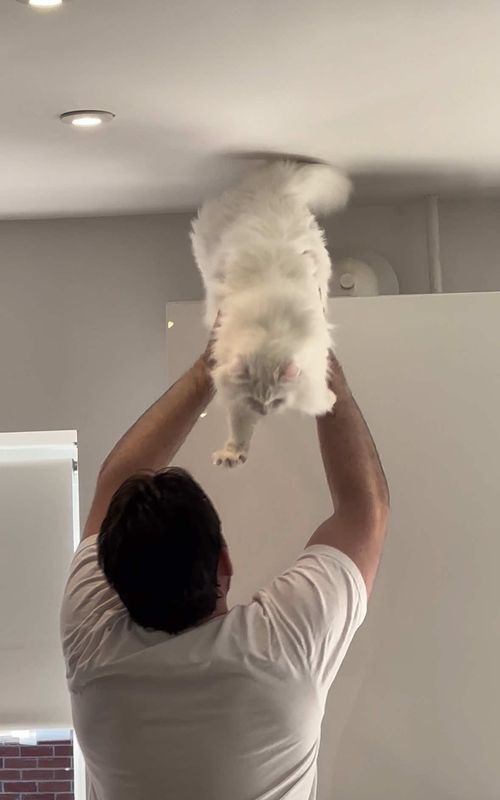 Donut has unlocked a new quirk… trust falling isn’t something I thought I’d be doing with a cat, but here we are 😂🤷‍♂️ #catsoftiktok #trustfall #cute #catlife #funnyvideo 