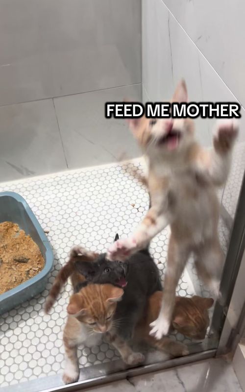 COME GET YA SLOP #kitten #kittens #dinner #cats #catlover