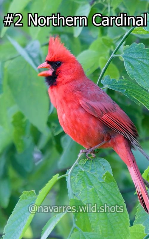 Which of these 30 bird sounds do you recognize? Spring brings a symphony of bird sounds, with more species adding their melodies to the cacophony every day. Birds are singing earlier in the morning as the days get longer. I have filmed birds almost every single morning this year, and it has been a pleasure to record their vocalizations for you to enjoy 🎼 As spring migration progresses, I've had the opportunity to film new bird sounds that I haven't heard before, adding more total species to my library of bird sounds. So far I have filmed over 200 US bird species calling out and I want to grow that number to over 500 species in the next few years. But for now I'm enjoying these spring tunes. Which bird was your favorite? All of these birds are from the Eastern US, although many can be found elsewhere.  #TikTokLearningCampaign #birdsounds #EduTok #birdsong 