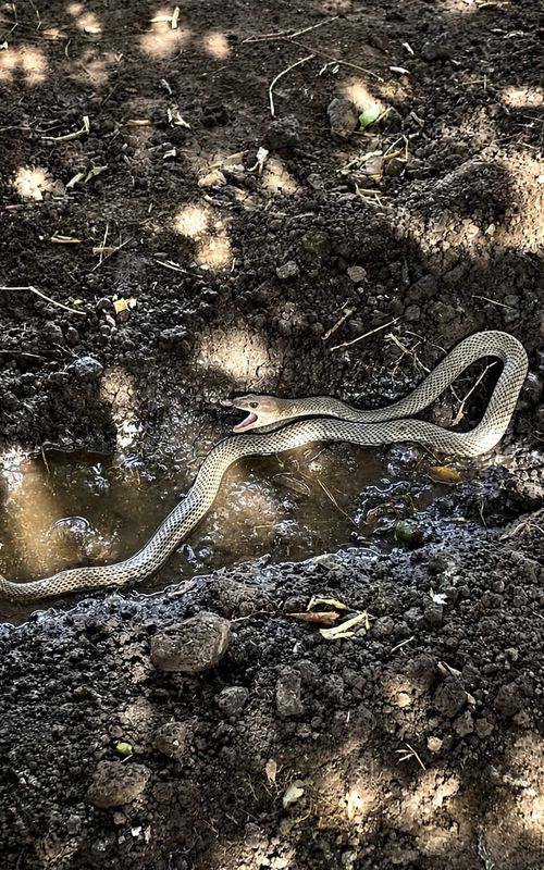 Está culebra 🐍 tenía mucho calor 🥵‼️ #aventura #wild #animals #snake #reptiles 