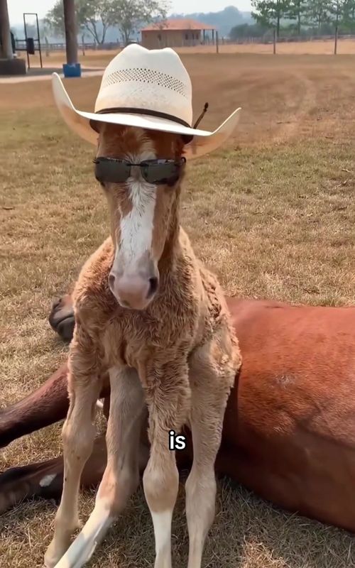 Most people have never seen a horse do this #horse #farmanimals #horses #AnimalFacts #fypシ゚viral 