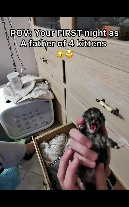 It’s mini meow all over again 😂  #straycat #kittens #newbornkittens #pov #cat 