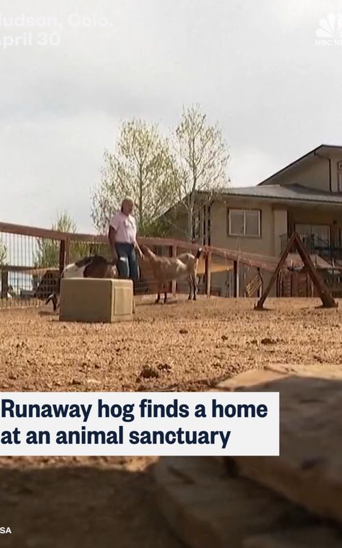 Cami, a runaway hog in Colorado, found a new home at an animal sanctuary after being rescued by animal control.