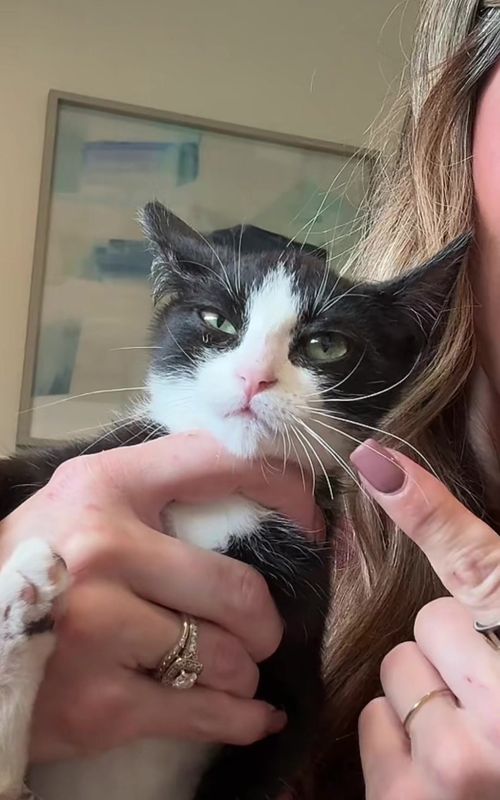 Just a quick story time/foster kitten update and we change Lieutenant Dan’s diaper. The house is getting quieter with each passing day. 💔 In just a few moments, Bubba and Forrest will be going to their new home together. Leaving just Lieutenant Dan and Mama left from the Forrest Gump Litter  #kitten #cats #catsoftiktok #kittens #catlover 