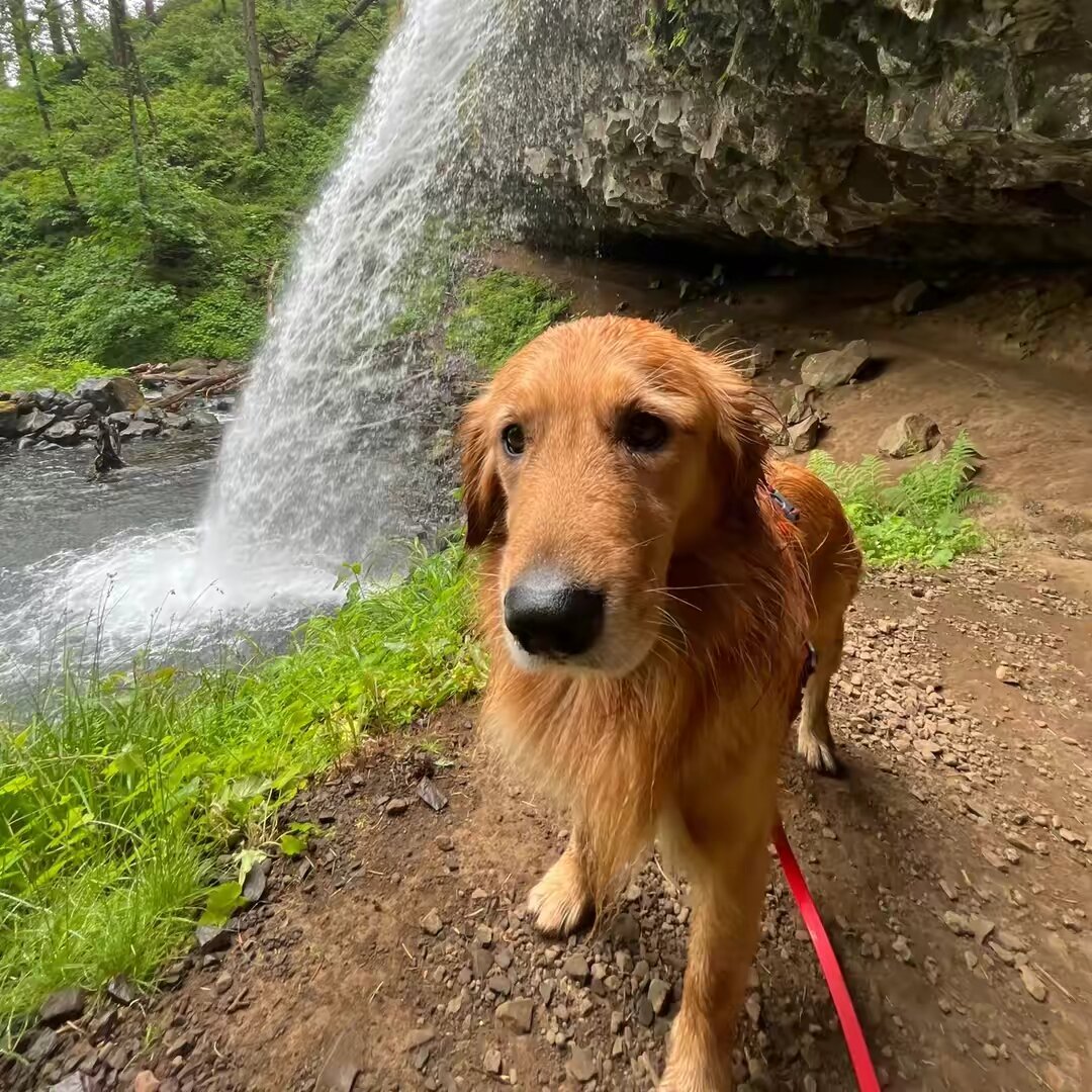 Bumi the Smol Golden Boy