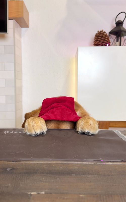 Peekaboo, it’s time for an adventure! 📌🚗⛽️#goldenretriever #doglover #pet #peekaboo #cute 