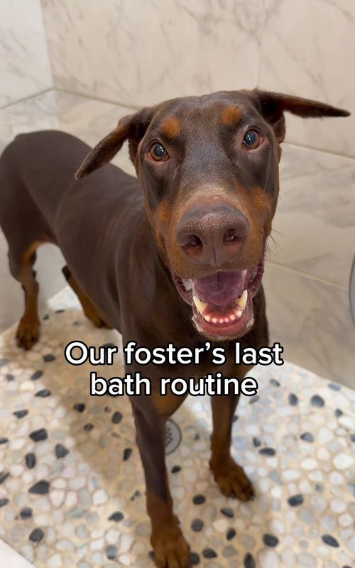 Romeo just left for his adoption trial and our hearts are so full 🥹❤️ We’ve loved every second of fostering him, and while it’s bittersweet to say goodbye, we know his new mom and fur brother are going to spoil him absolutely rotten. Please wish this precious boy the happiest, longest, most beautiful life ever! 🫶 If for some reason the adoption doesn’t work out and you’re interested in giving this gentleman the forever home he deserves, you can submit an adoption application through @StacyHopeRescue ❤️ Romeo’s story… When we first saw @iloverescue  video of him at the shelter, our hearts broke. His whole body was shaking with fear written into every part of him. Because of how terrified he was, Romeo had been overlooked for far too long. But then a village came together to change his story. Stacy Hope Rescue stepped in to save him, and @loukathehandsomest opened her home to foster him temporarily until we could get to him. Wanting to spare him any more stress, we made a last-minute decision to travel 2,200 miles to bring him home ourselves. When we first met him, he was terrified. Every sound made him flinch. Every movement made him shrink, bracing for pain he was sure was coming. So we met him where he was and let him set the pace. And slowly… he decided to take a chance on trust. Over the last few months, Romeo’s personality has blossomed. He is so goofy and playful, gentle and loving with both people and dogs. He has the softest heart and the sweetest soul. Now, he leans into us for affection like he’s waited his whole life for it. He rests without fear. He’s learning that hands aren’t for hurting… they’re for healing. He thought the world would hurt him, until he learned that love could hold him. A heart that braced for pain now leans in, trusting it won’t come. This is what healing looks like. Just quiet moments of choosing trust, again and again. No matter how shattered a soul is, love finds a way to heal. ❤️ #doberman #dogbath #doggrooming #dogsofttiktok #asmr 