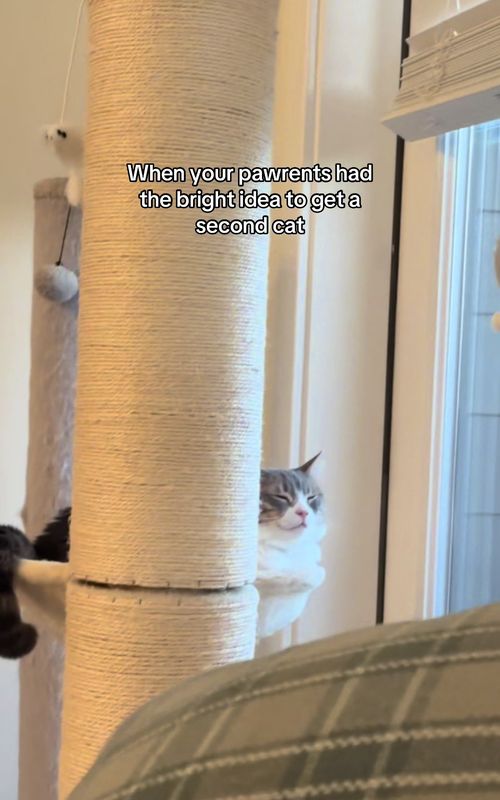Daphne gets no peace 😅 #catdad #tabbycat #blackcat #cattok 